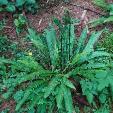 Image result for Blechnum