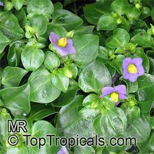 Image result for Exacum