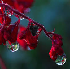 Dew Drops High Definition Full Screen Wallpaper Images Download Iphone Background Images Amazing Artworks Cool 1024x1013 Full Hd Wallpapers Images are for personal, non commercial use.