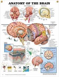 Anatomy Of The Brain Chart 20x26 Brain Anatomy Anatomy Anatomy And Physiology