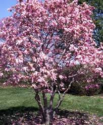 Introduction the narrow privacy tree extremely popular privacy tree! 7 Best Dwarf Trees Zone 5 Ideas Dwarf Trees Garden Trees Flowering Trees