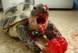 Tortoise Eating Strawberry Turtles Funny Cute Turtles Turtle