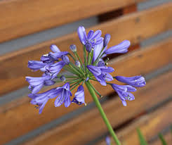 Check spelling or type a new query. Agapanthus Plants Flowers Features And Growers Guide