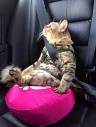 Cat In A Car Seat Cats Cute Animals Animals