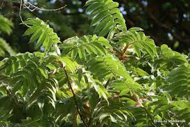 Image result for Hagenia