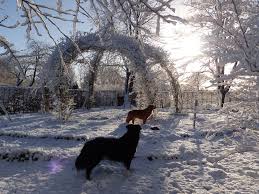 Schneehunde Da Macht Das Toben Spass Gartengestaltung Garten Pflanzen