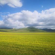 Il viaggio con tutta la famiglia che porta a castelluccio di norcia durante la fioritura delle lenticchie è invece per stupirsi. Tripadvisor La Fioritura Delle Lenticchie Un Esplosione Di Colore Ma Siamo Solo Agli Inizi ØµÙˆØ±Ø© Castelluccio Di Norcia Province Of Perugia