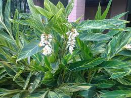 Check spelling or type a new query. How To Grow And Care For Shell Ginger Rayagarden