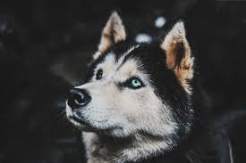 Training a husky puppy is easy if you start training early on because their minds is like a sponge and they absorb everything. Pet Training Series How To Train A Husky Puppy Pet Life Today