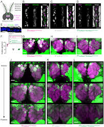 I'd pick the company with the best reviews. Fruitless Mutant Male Mosquitoes Gain Attraction To Human Odor Elife