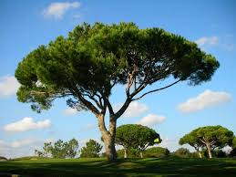 This exceptional pine is also known as the umbrella pine because of its characteristically broad canopy. Pinheiro Manso Pinus Pinea Umbrella Pine By Valter Jacinto Mediterranean Landscaping Unique Trees Conifer Trees