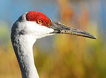 Crane (given name), a list of people. Crane Bird Wikipedia