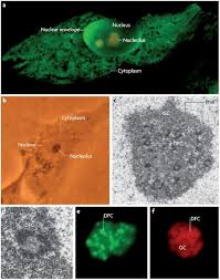 Difference between selling and marketing. Rna Viruses Hijacking The Dynamic Nucleolus Nature Reviews Microbiology