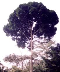 Image result for Hua gabonii