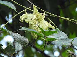 Image result for Mucuna gigantea