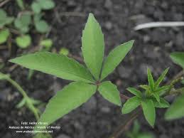 Image result for Merremia quinquefolia