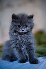 My Name Is Cooper I M A British Longhair Blue Kitten More At Megacutie Co Uk Www Mad4bikesuk Co Uk Cats Cute Cats And Dogs Cute Cats