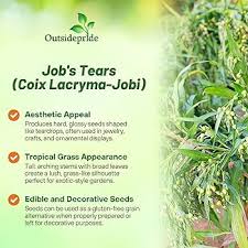 Image result for Coix lacryma-jobi
