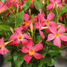 Image result for Mandevilla