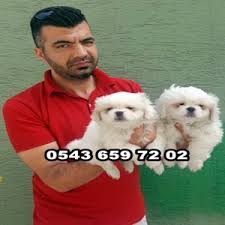 Satilik Pekinez Yavru Ilani 0543 659 72 02 Satilik Pekinez Yavrulari 0543 659 72 02