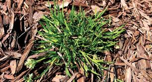 Image result for Poa