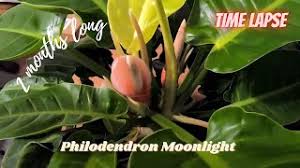 Papan terbaik milik azmi 21. Philodendron Moonlight Care Propagation How To Grow And Care Philodendron Malayalam Care Tips