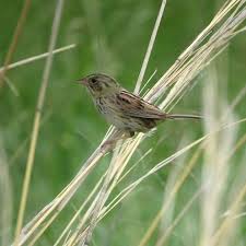 Birds Of Central Illinois Henslow S Sparrow Perched On Some Prairie Grasses In Central Illinois There S Wildlife All Around Take Some Time To Wildlife Day Wildlife Instagram
