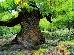 It is located at 101° 25' 58 west, 26° 47' 3 north, in the state's central r. Un Arbol Una Historia Los Castanos Del Temblar Cinco Noticias