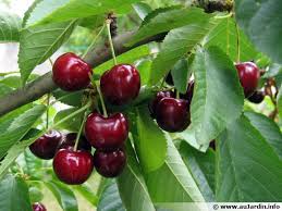 Le cerisier une fois formé : Cerisier Cerise Planter Cultiver Recolter