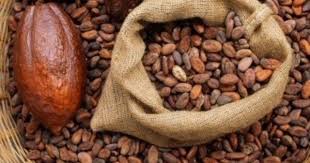 Le Cacao Une Fois Bien Seche Est Mis Dans Des Sacs En Jute Et Achemine Vers Les Usines En Ville Feve De Cacao Cacao Le Cacao