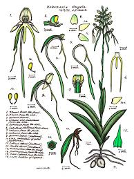 Image result for Habenaria tentaculigera