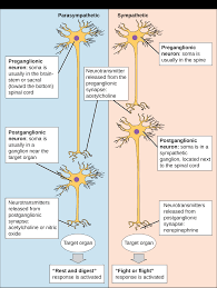 Image result for Peripheral Nervous System