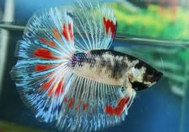 Pin On Secret Bettas
