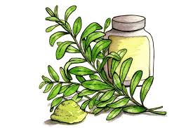 Image result for Oldenlandia