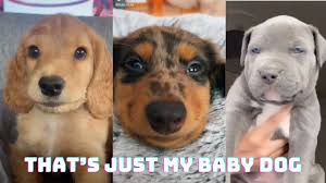 That S Just My Baby Dog Official Tik Tok Music Video Youtube