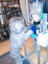 Automatic Feeder For Dogs With Megaesophagus Dogs Dog Feeder Automatic Feeder