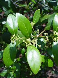 Image result for Pleurostylia