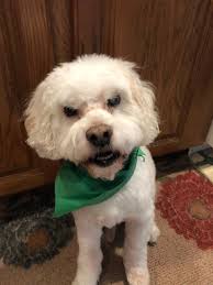 Need something to boost your spirits? Meet The Daily Collegian's pets