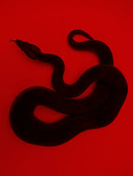 Aesthetic Rainbow Denim Grunge Cool Snake Animal Wallpapers Collection Https Weheartit Com Entr Red Aesthetic Red Aesthetic Grunge Aesthetic Grunge Aesthetic red snake, red snake, aesthetic snake, minimal, snake, reptile, scales, animal, black, red, snakebite, snakes and stones, southside serpents, viper, boa, venomous, rattlesnake, cute snake, cool snake. aesthetic grunge