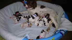 We were founded in 2011 as an off shoot of treasure keepers brittany's. Puppyfinder Com Brittany Puppies Puppies For Sale Near Me In Oregon Usa Page 1 Displays 10