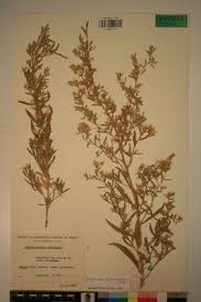 Image result for Pechuel-Loeschea leubnitziae