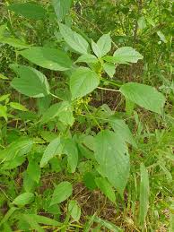Image result for Acalypha ciliata
