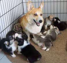 Really, life is too short to not look at these corgis. Corgi Puppies For Sale Corgi Sale Twitter