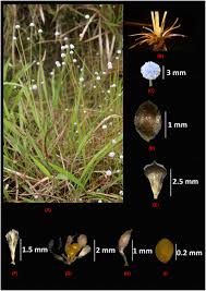 Image result for Eriocaulon