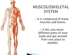 Most skeletal muscles are attached to two bones across a joint, so the muscle serves to move parts of those bones closer to each other. Muscles And Bones