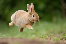 Image result for bunny