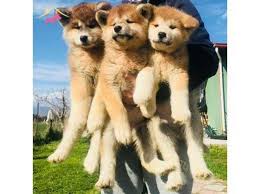 Efsane Kopek Hachiko Gen Japon Akita Yavrularimiz Kopek Dunyasi