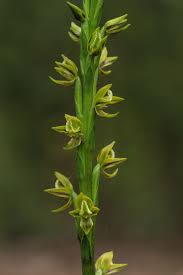 Image result for Dipcadi longifolium