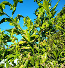 We have never seen any sign of a beetle/moth/insect and are totally. Reading Citrus Leaves Greg Alder S Yard Posts Southern California Food Gardening