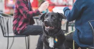 Animals In Restaurants What You Need To Know About Ada Requirements